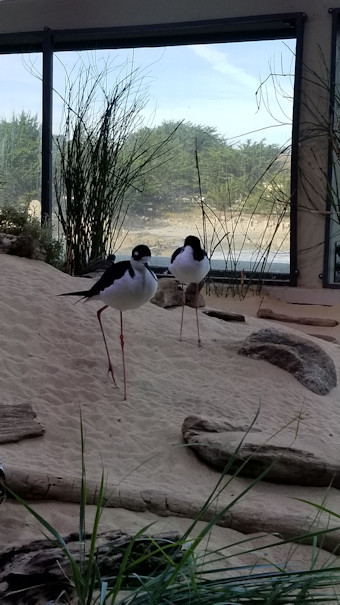 Birds at the aquarium