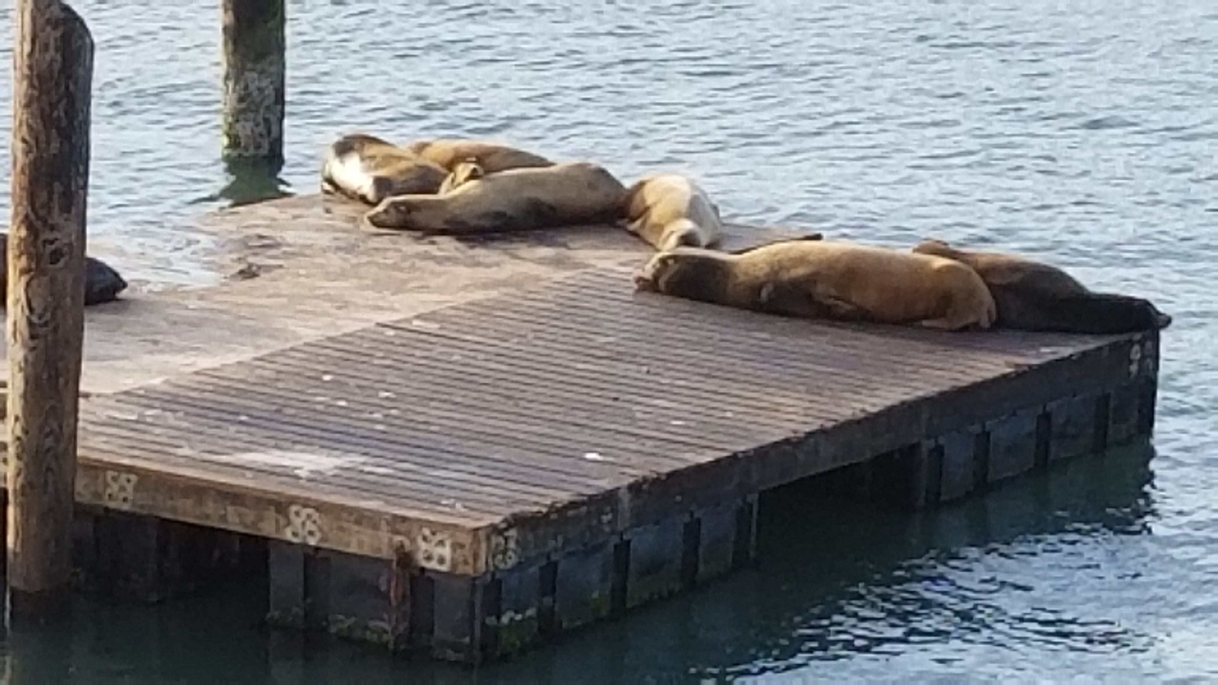 Seals
